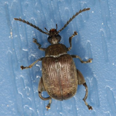 Caryobruchus gleditsiae