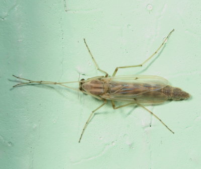 Tribe Chironomini