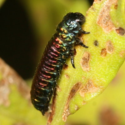 Trirhabda bacharidis larva