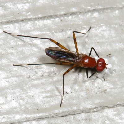 Grallipeza nebulosa
