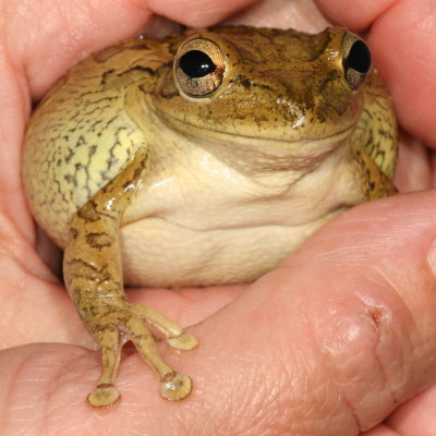 Cuban Treefrog