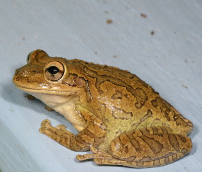 Cuban Treefrog