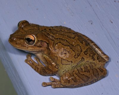 Cuban Treefrog