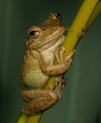 Cuban Treefrog