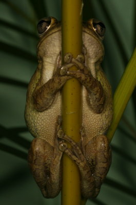 Cuban Treefrog