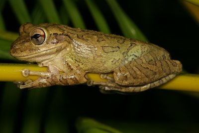 Cuban Treefrog