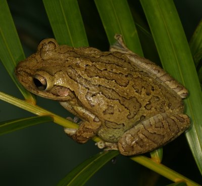 Cuban Treefrog