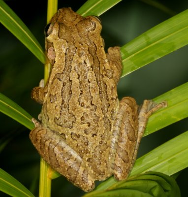 Cuban Treefrog