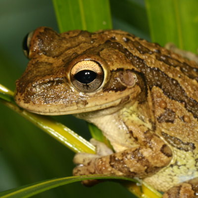 Cuban Treefrog