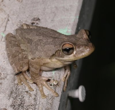 Cuban Treefrog