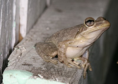 Cuban Treefrog
