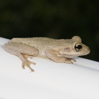 Cuban Treefrog