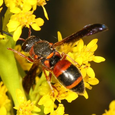 Pachodynerus erynnis * Red-marked Pachodynerus