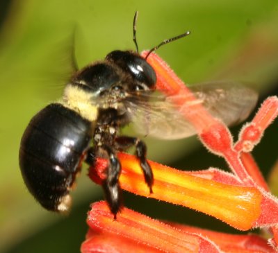 Xylocopa micans  ♀ * Southern Carpenter Bee