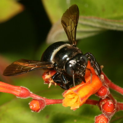 Xylocopa micans  ♀ * Southern Carpenter Bee