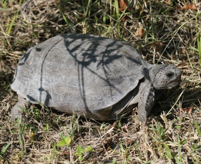 Gopher Tortoise