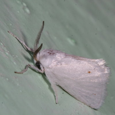Hodges#4673 * Packard's White Flannel Moth * Alarodia slossoniae