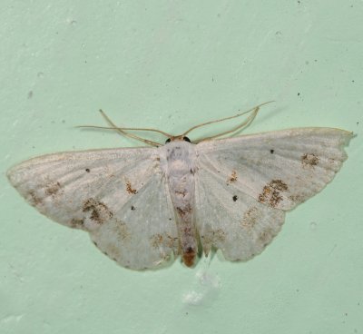 Hodges#7149 * Small Frosted Wave Moth * Scopula lautaria