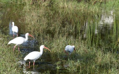 White Ibis