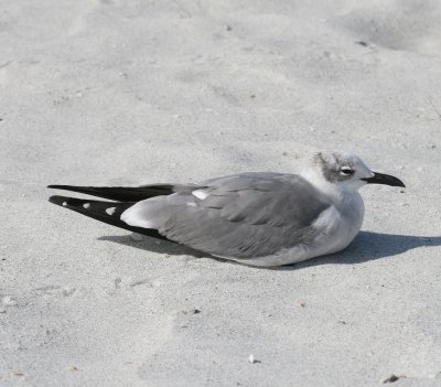 Laughing Gull