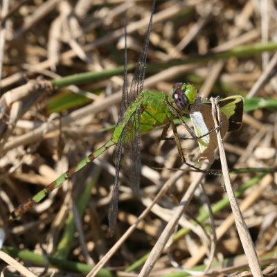 Great Pondhawk