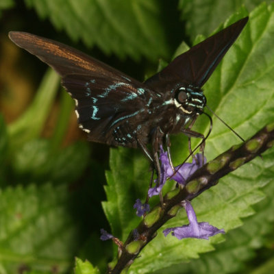 Mangrove Skipper