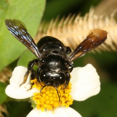 Megachile xylocopoides ♀