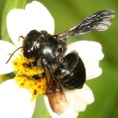 Megachile xylocopoides ♀ * Carpenter-mimic Leafcutter