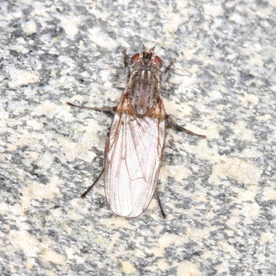 Genus Fucellia - Seaweed Flies