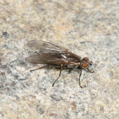 Genus Fucellia - Seaweed Flies