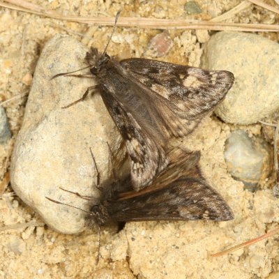 Juvenal's Duskywing