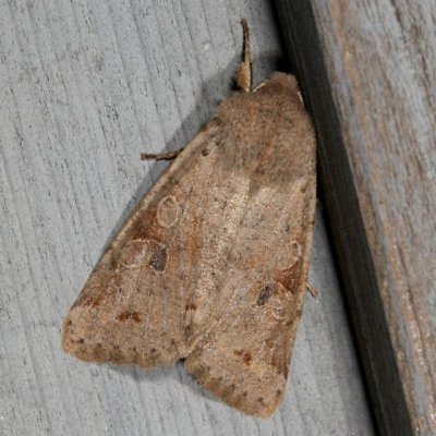 Hodges#10495 * Speckled Green Fruitworm Moth * Orthosia hibisci