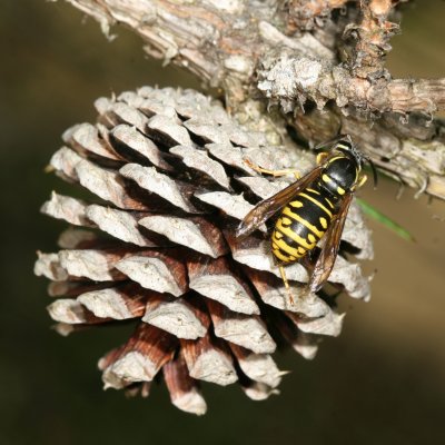 Vespula acadica