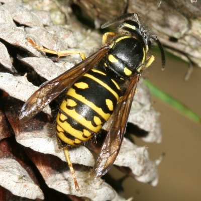 Vespula acadica