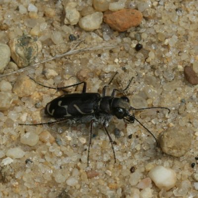 Oblique-lined Tiger Beetle