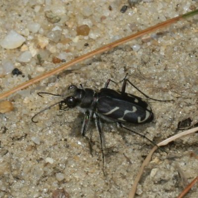 Oblique-lined Tiger Beetle