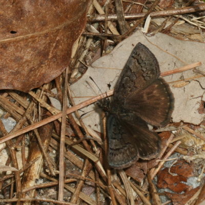 Sleepy Duskywing