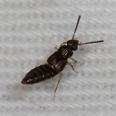 Subfamily Oxytelinae : Spiny-legged Rove Beetles