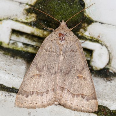 Hodges#8591 * Common Oak Moth * Phoberia atomaris