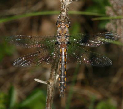 Common Baskettail