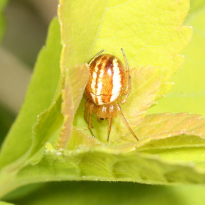 Araneus pratensis