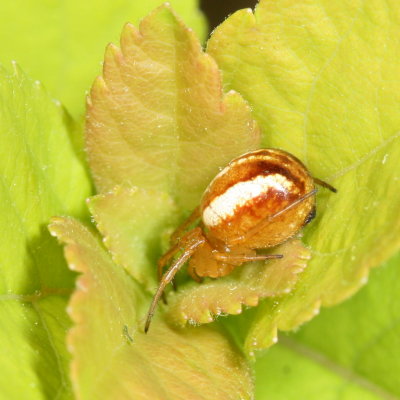 Araneus pratensis