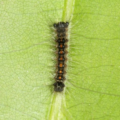 early instar gypsy moth