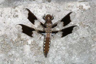 Libellula lydia ♂ (immature)
