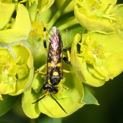 Macrophya bifasciata