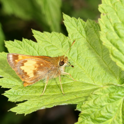 Hobomok Skipper