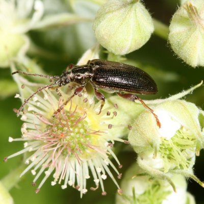 Plateumaris shoemakeri