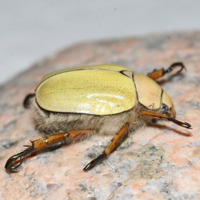 Goldsmith Beetle