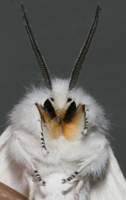 Hodges#8137 * Virginian Tiger Moth * Spilosoma virginica