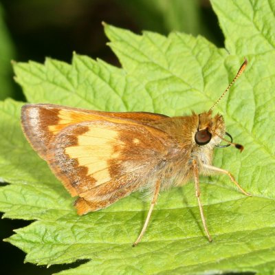 Hobomok Skipper